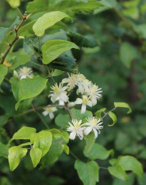 Fotografia 8 da espécie Clematis vitalba no Jardim Botânico UTAD