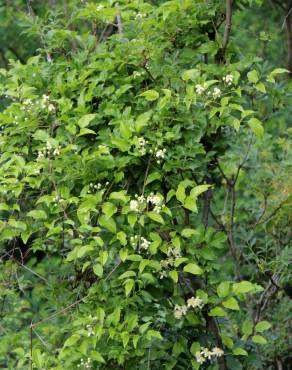 Fotografia 10 da espécie Clematis vitalba no Jardim Botânico UTAD