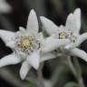 Fotografia 1 da espécie Leontopodium alpinum do Jardim Botânico UTAD