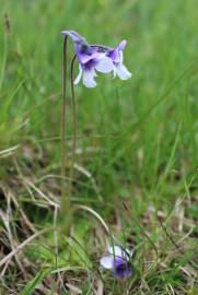 Fotografia da espécie Pinguicula vulgaris