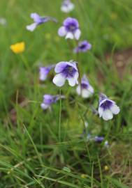 Fotografia da espécie Pinguicula vulgaris