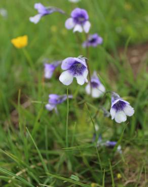 Fotografia 3 da espécie Pinguicula vulgaris no Jardim Botânico UTAD