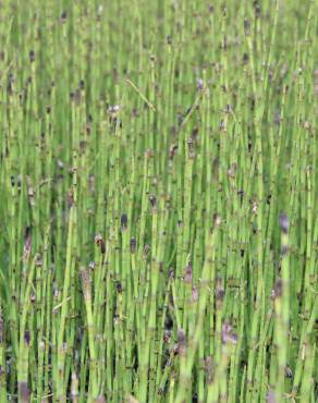 Fotografia 3 da espécie Equisetum palustre no Jardim Botânico UTAD