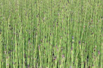 Fotografia da espécie Equisetum palustre