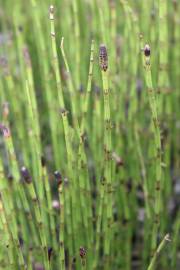 Fotografia da espécie Equisetum palustre