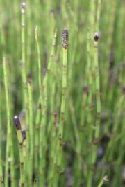 Fotografia da espécie Equisetum palustre