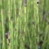 Fotografia 6 da espécie Equisetum palustre do Jardim Botânico UTAD