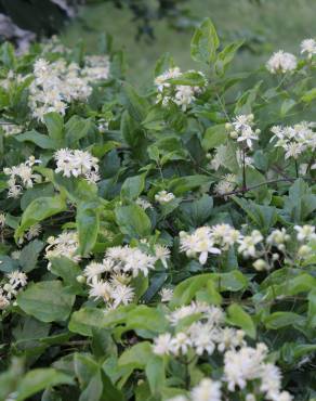 Fotografia 11 da espécie Clematis vitalba no Jardim Botânico UTAD