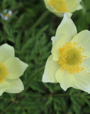 Fotografia 1 da espécie  Anemone alpina subesp. apiifolia no Jardim Botânico UTAD