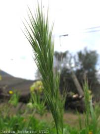 Fotografia da espécie Bromus madritensis