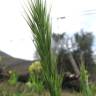 Fotografia 3 da espécie Bromus madritensis do Jardim Botânico UTAD