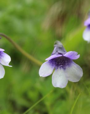 Fotografia 1 da espécie Pinguicula vulgaris no Jardim Botânico UTAD