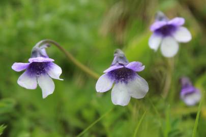 Fotografia da espécie Pinguicula vulgaris