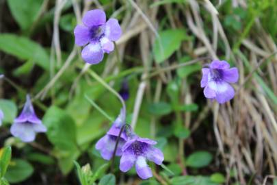 Fotografia da espécie Pinguicula vulgaris