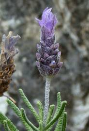 Fotografia da espécie Lavandula dentata