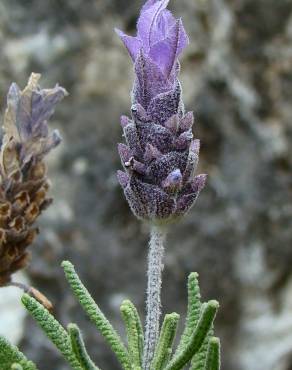 Fotografia 4 da espécie Lavandula dentata no Jardim Botânico UTAD