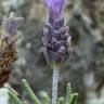 Fotografia 4 da espécie Lavandula dentata do Jardim Botânico UTAD