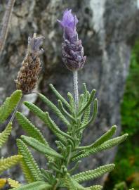 Fotografia da espécie Lavandula dentata