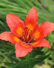 Fotografia da espécie Lilium bulbiferum