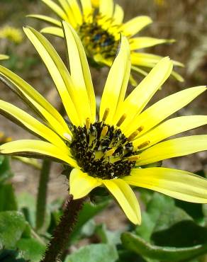 Fotografia 1 da espécie Arctotheca calendula no Jardim Botânico UTAD