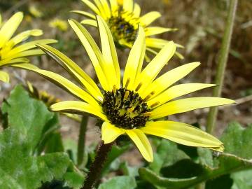 Fotografia da espécie Arctotheca calendula