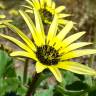 Fotografia 1 da espécie Arctotheca calendula do Jardim Botânico UTAD