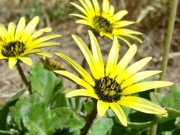 Fotografia da espécie Arctotheca calendula