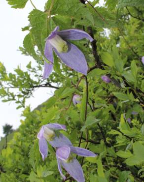 Fotografia 4 da espécie Clematis alpina no Jardim Botânico UTAD