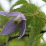 Fotografia 1 da espécie Clematis alpina do Jardim Botânico UTAD