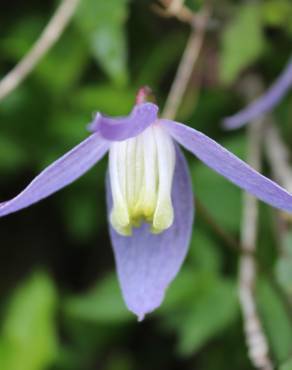 Fotografia 6 da espécie Clematis alpina no Jardim Botânico UTAD