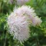 Fotografia 1 da espécie Thalictrum aquilegiifolium do Jardim Botânico UTAD