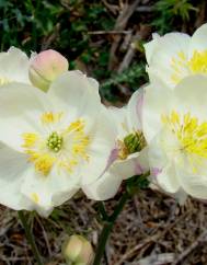 Thalictrum tuberosum