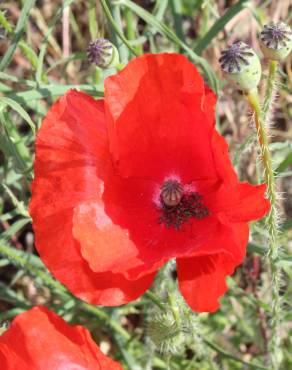 Fotografia 5 da espécie Papaver rhoeas no Jardim Botânico UTAD