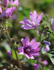 Malva neglecta