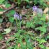 Fotografia 5 da espécie Phyteuma spicatum do Jardim Botânico UTAD