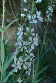 Fotografia da espécie Lysimachia ephemerum