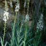 Fotografia 5 da espécie Lysimachia ephemerum do Jardim Botânico UTAD