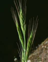 Brachypodium distachyon