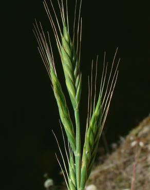 Fotografia 1 da espécie Brachypodium distachyon no Jardim Botânico UTAD