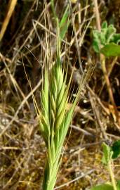 Fotografia da espécie Brachypodium distachyon