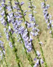 Fotografia da espécie Anarrhinum bellidifolium