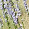 Fotografia 1 da espécie Anarrhinum bellidifolium do Jardim Botânico UTAD