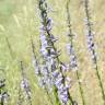 Fotografia 5 da espécie Anarrhinum bellidifolium do Jardim Botânico UTAD
