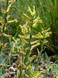 Fotografia da espécie Thymelaea pubescens subesp. pubescens