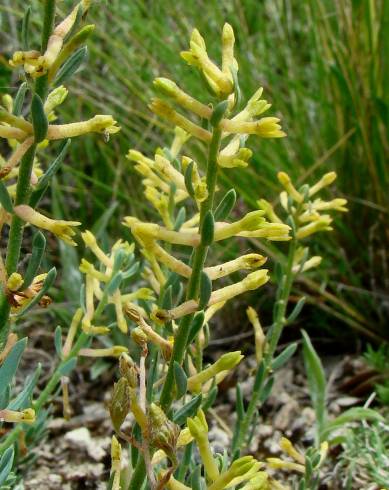 Fotografia de capa Thymelaea pubescens subesp. pubescens - do Jardim Botânico