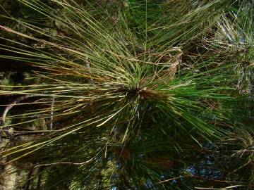 Fotografia da espécie Pinus canariensis