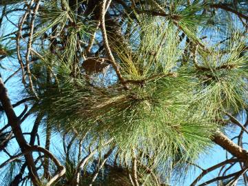 Fotografia da espécie Pinus canariensis