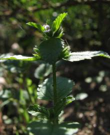 Fotografia da espécie Stachys arvensis