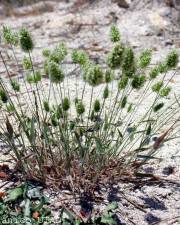 Fotografia da espécie Trisetaria ovata