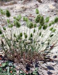 Trisetaria ovata